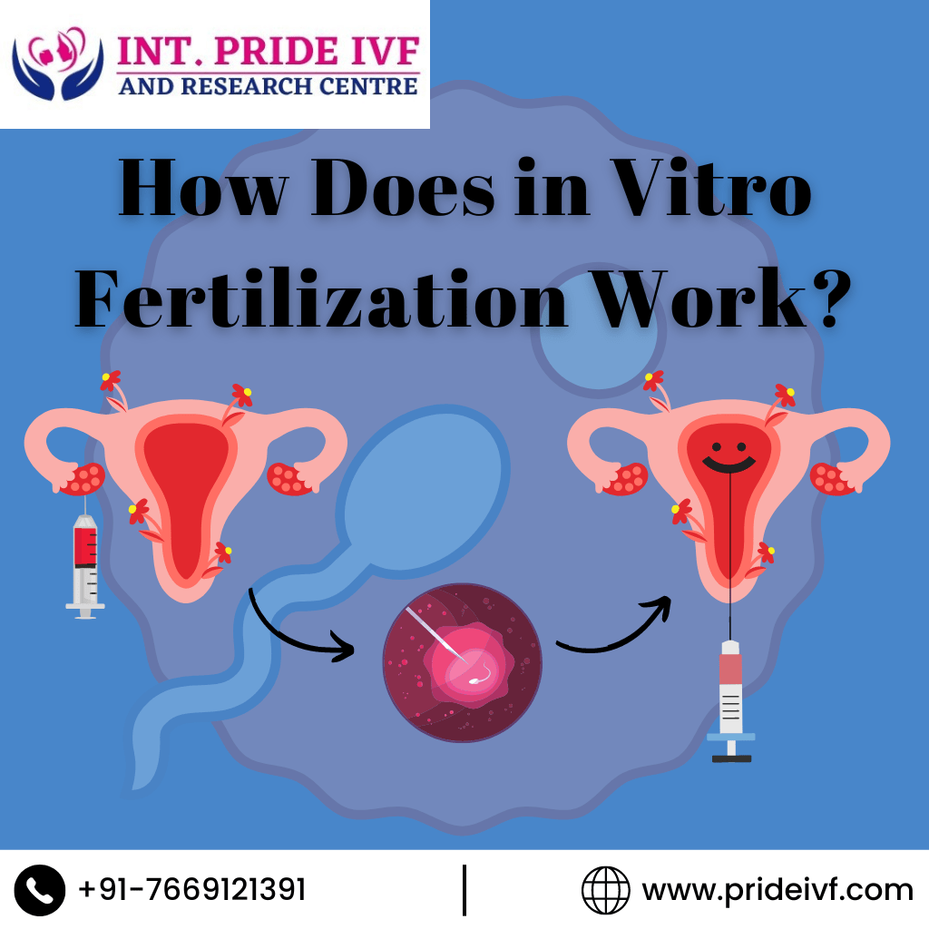 Read more about the article How Does in Vitro Fertilization Work?