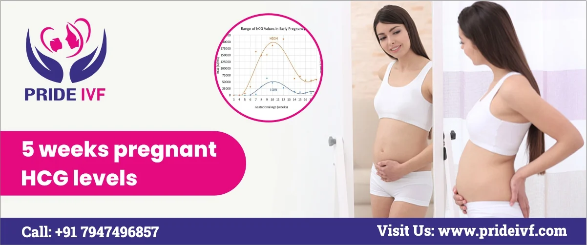 You are currently viewing 5 Weeks Pregnant hCG Levels